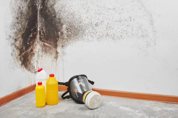 Best Biohazard Mold Removal  in Homer City, PA